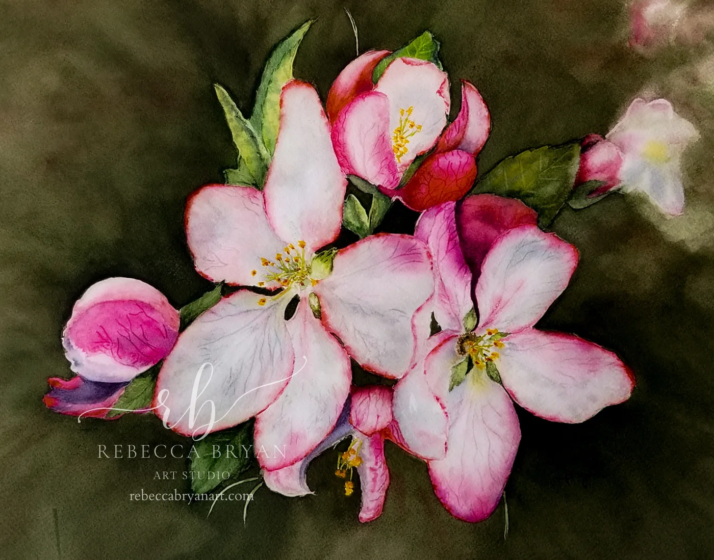 Apple Blossoms